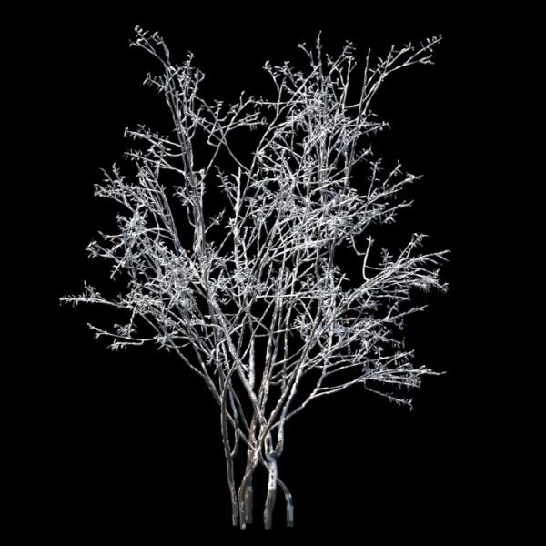 درخت یاس زمستان